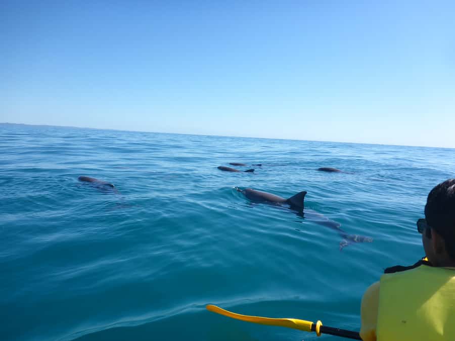 Noosa: Epic Ocean Kayak with Dolphins & 4WD Beach Adventure - Sea kayaking at Double Island Point: where dolphins and turtles show up