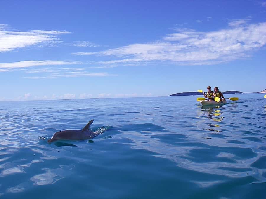 Noosa: Epic Ocean Kayak with Dolphins & 4WD Beach Adventure - Price and value: why $118 can make sense here