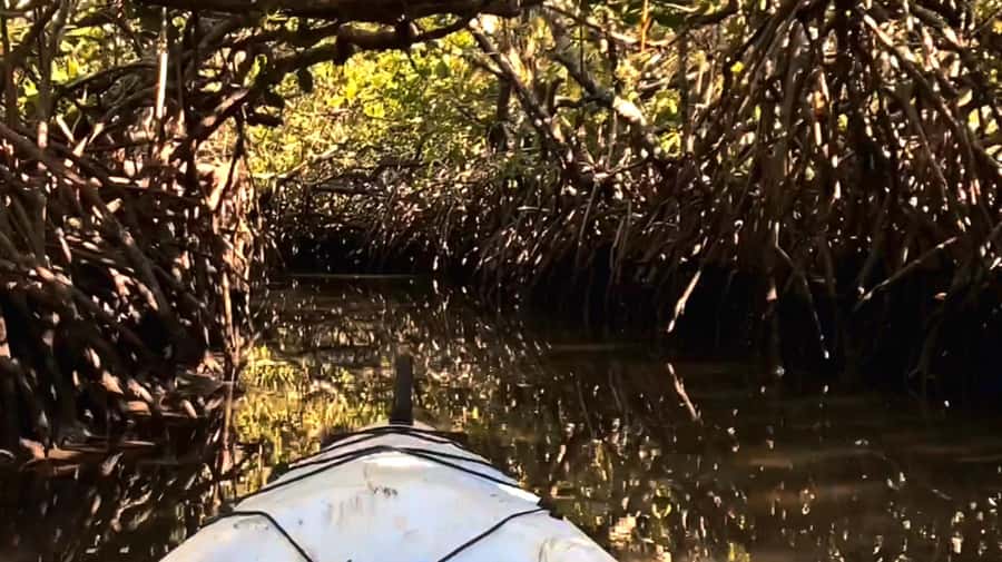 Noosa Heads: Hidden Waterways Wildlife Kayak (Self-Guided) - Key highlights at a glance