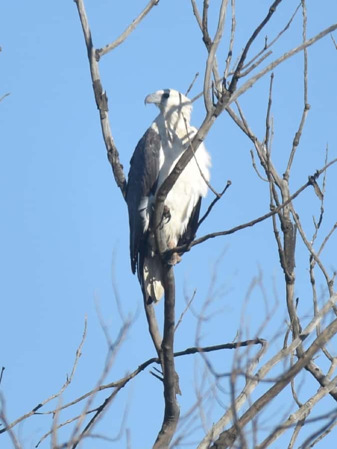 Noosa Heads: Hidden Waterways Wildlife Kayak (Self-Guided) - Learning on the water: indigenous history, local flora, and fauna