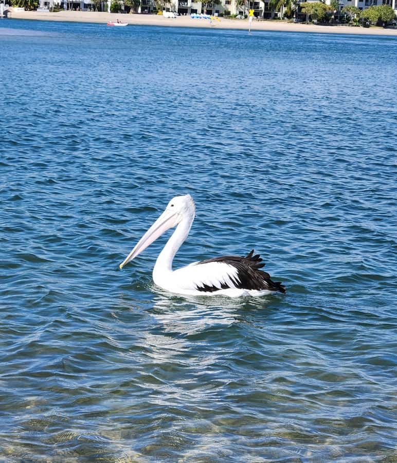 Noosa Heads: Hidden Waterways Wildlife Kayak (Self-Guided) - Kayak comfort and pacing: who this suits best