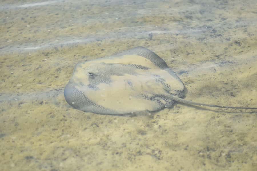 Noosa Heads: Hidden Waterways Wildlife Kayak (Self-Guided) - Practical tips so your paddle feels easy