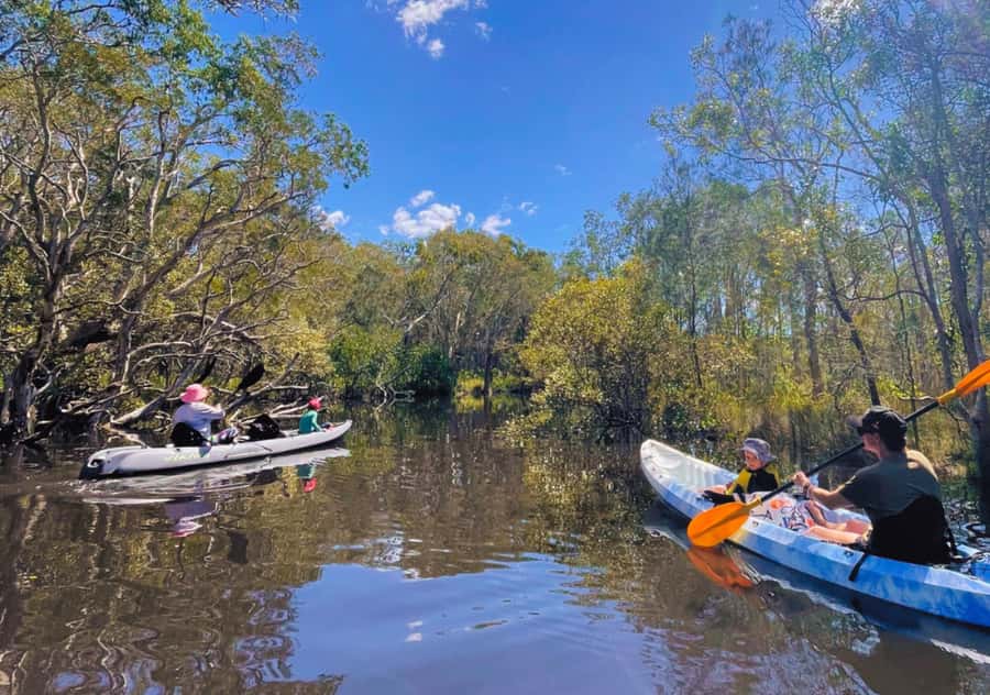 Noosa: Noosa Everglades and Stingray Sanctuary Kayak Tour - Southern Noosa Everglades: mangroves, creeks, and still-water moments