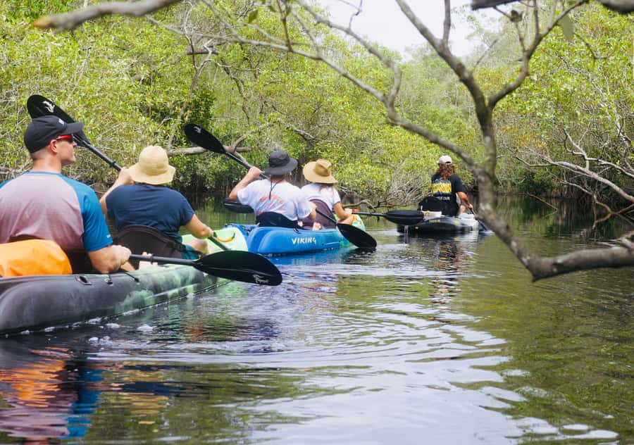 Noosa: Noosa Everglades and Stingray Sanctuary Kayak Tour - What the guide really does (and why it affects your enjoyment)