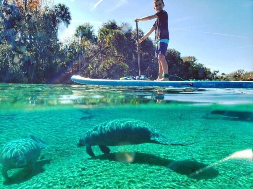 North Miami: Nature & Island Exploration on SUP/Kayak - North Miami Mangroves: The Nature Fix Without the Long Drive