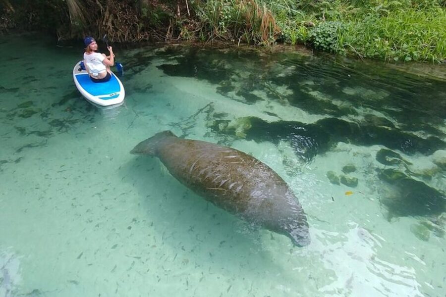 North Miami: Nature & Island Exploration on SUP/Kayak - Wildlife Chances: Manatees, Dolphins, Raccoons, and the Rest of the Food Chain