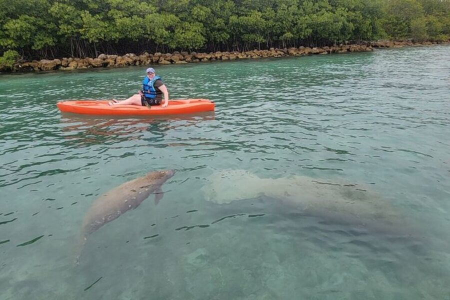 North Miami: Nature & Island Exploration on SUP/Kayak - What About Weather and Wildlife Disappointments?