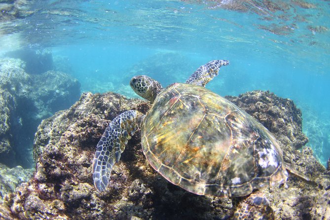 North Shore Stand-Up Paddleboard Lesson - Banzai Pipeline and North Shore Stops: Context Without the Rush