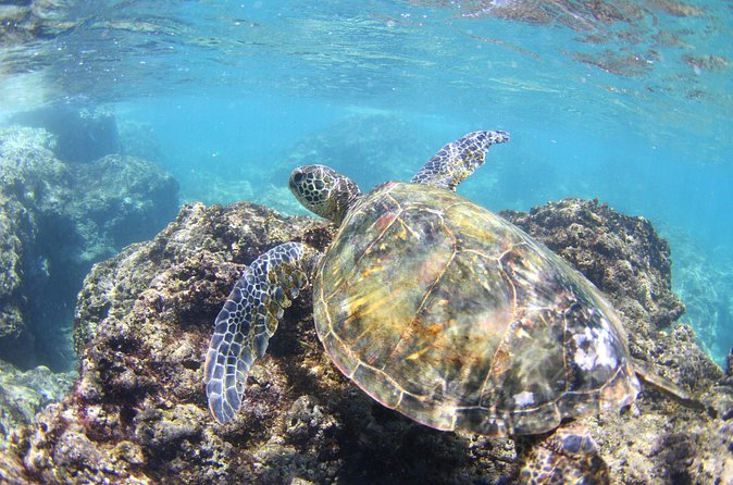 North Shore Stand-Up Paddleboard Lesson - Tips for a Smooth Morning in Haleiwa