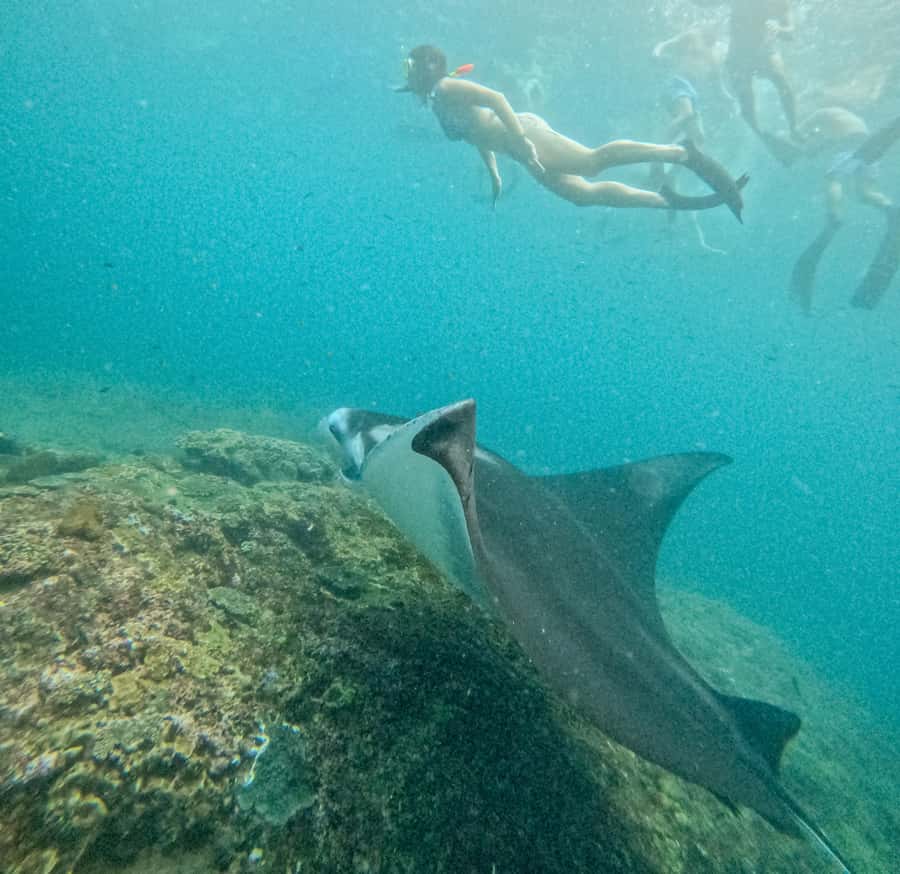 Nusa Penida: Snorkel 3 Spots w/ GoPro & Mangrove Paddle Tour - Mangrove Kayak After Snorkeling: The Calm Reset