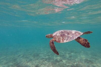 Oahu: Kailua Guided Kayak Excursion with Lunch - Popoi’a Island: Nesting Sea-Birds and Tide Pools Close Up