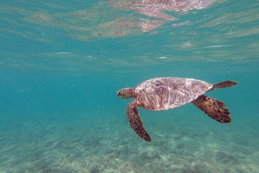 Oahu: Kailua Guided Kayak Excursion with Lunch - Popoi’a Island: Nesting Sea-Birds and Tide Pools Close Up
