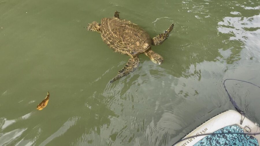 Oahu: North Shore Haleiwa Paddleboard River Adventure - Equipment and Coaching: Fast Confidence for New Paddlers