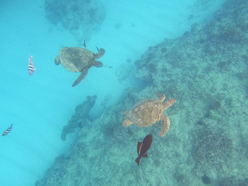Oahu Snorkeling with Turtles, Water Scooter, Paddleboard - Key points you should care about