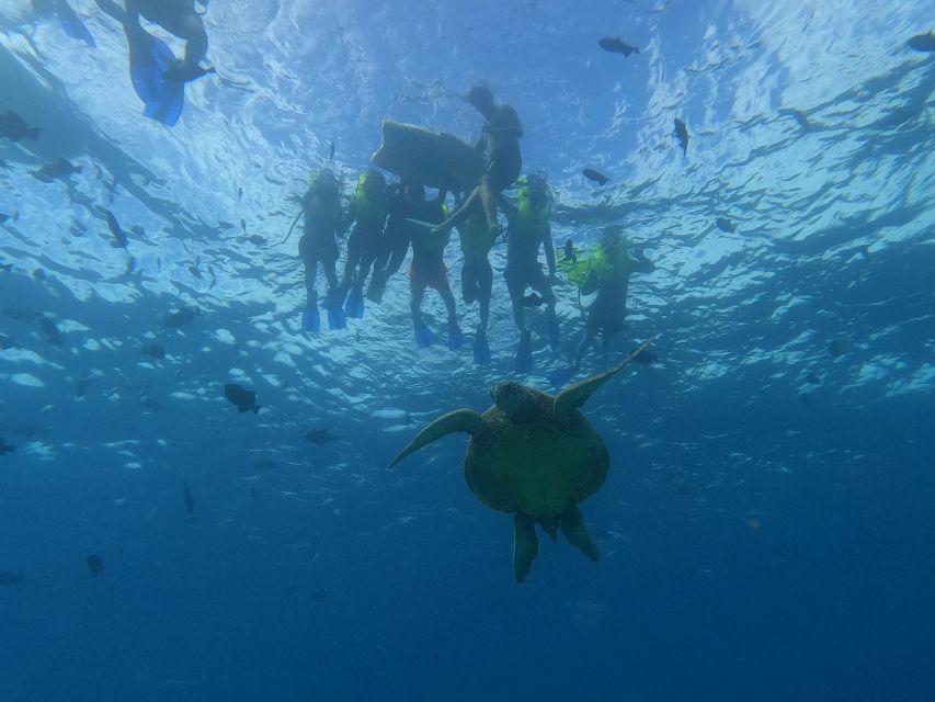 Oahu Snorkeling with Turtles, Water Scooter, Paddleboard - Turtle Canyon snorkeling: how to maximize turtle time