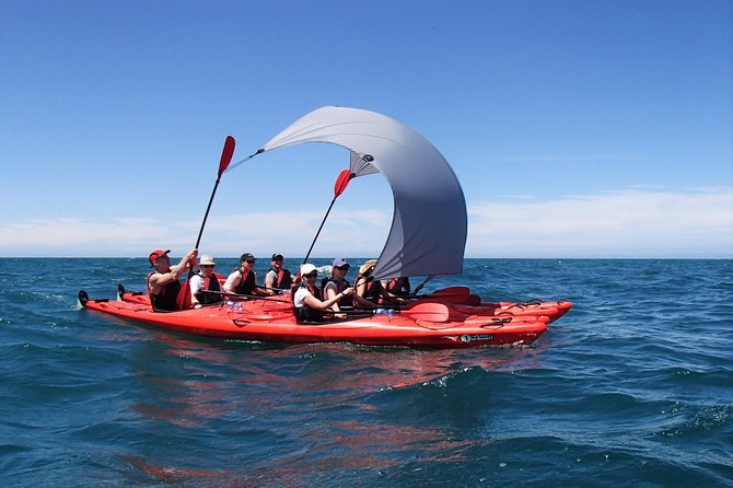 Oarsome Marine Reserve Kayak Tour - Tonga Island Marine Reserve: fur seals and the feeling of protected water