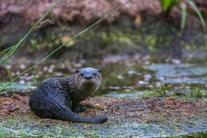 Ocean Kayaking Experience in Brookings - Wildlife Chances You Can Actually Plan For