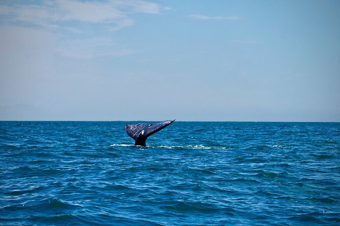 Ocean Kayaking Experience in Brookings - Price and Value: Why $99 Is Fair for a 2-Hour Ocean Tour