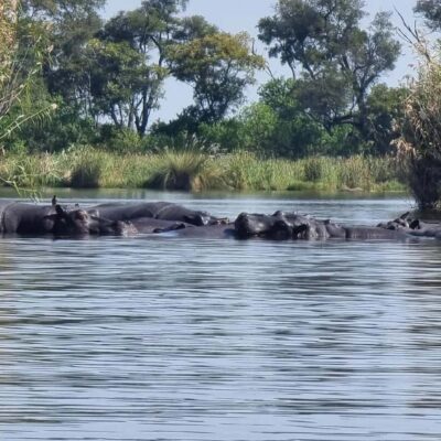 Okavango Delta: Full-Day Mokoro/Canoe Tour All-Inclusive - Price and Value: $171 That Buys a Full Day, Not Just a Ride