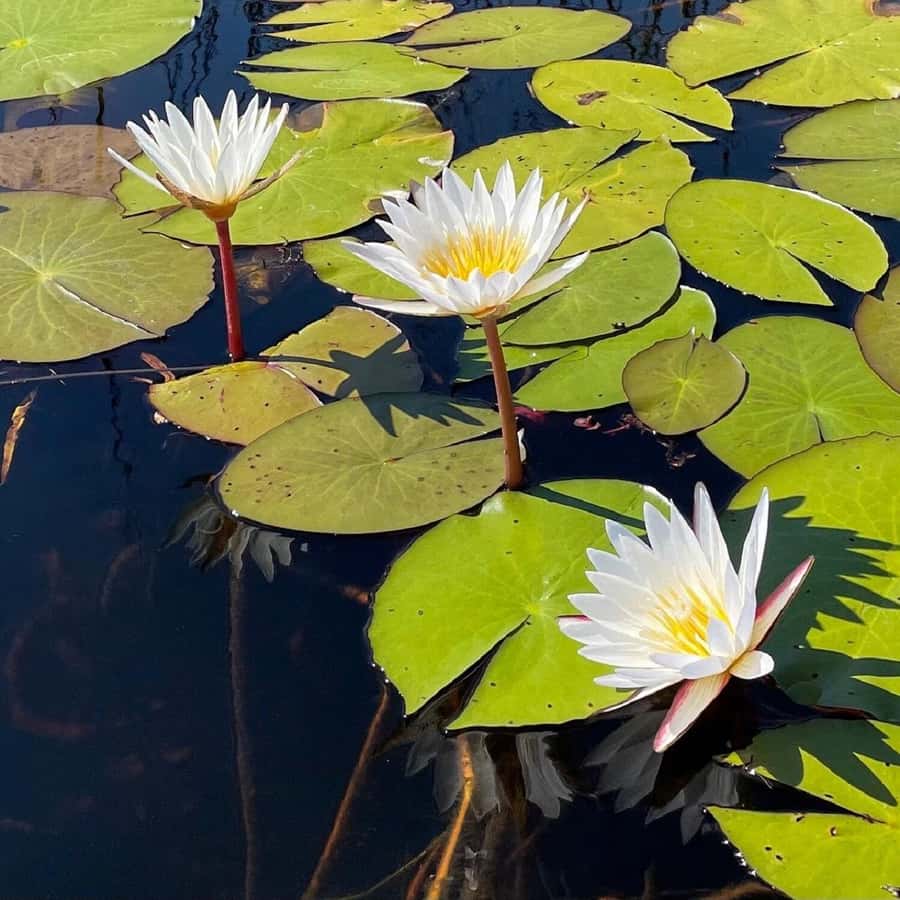 Okavango Delta: Full-Day Mokoro/Canoe Tour All-Inclusive - Mokoro Ride Through Reeds: Quiet Wildlife Viewing (Not a Speed Boat)