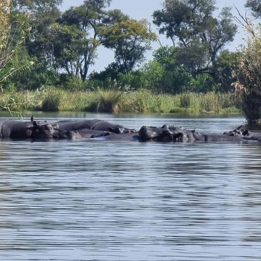 Okavango Delta: Full-Day Mokoro/Canoe Tour All-Inclusive - Price and Value: $171 That Buys a Full Day, Not Just a Ride