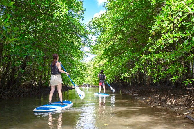 Okinawa Iriomote Mangrove SUP or Canoe Tour - Urauchi mangroves with a guide: what you’ll actually learn