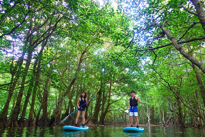 Okinawa Iriomote Mangrove SUP or Canoe Tour - SUP vs canoe: choose the ride that matches your comfort