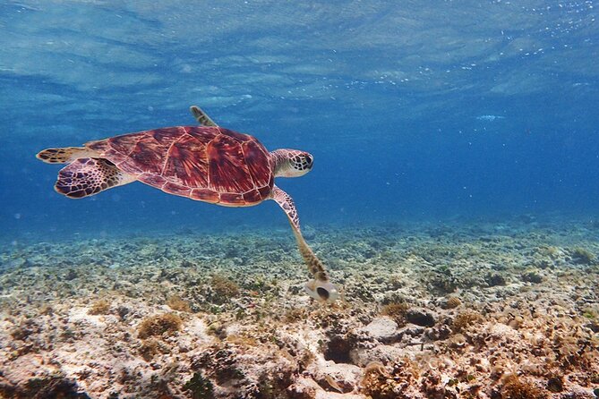Okinawa Ishigaki Kabira Bay SUP or Canoe and Blue Cave Snorkeling - Weather and tide: why your plan might shift (and how to handle it)