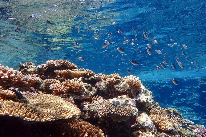 Okinawa Ishigaki Kabira Bay SUP or Canoe and Blue Cave Snorkeling - Value check: is $89.19 for 4 hours a fair deal?