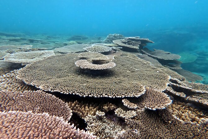 Okinawa: Kayak & Snorkel, Private Tour in Yanbaru - Weather and Tides: When the Route Changes and Why That’s Good