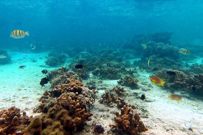 Okinawa: Kayak & Snorkel, Private Tour in Yanbaru - The Guide Matters: Safety, Humor, and Tailoring to Your Group