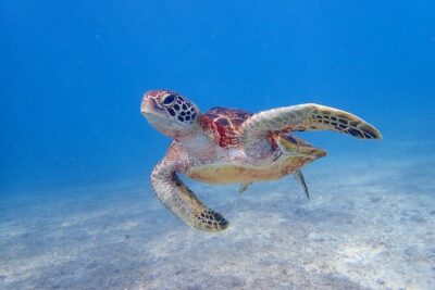 Okinawa Miyako 3set Beach SUP, Snorkeling,Pumpkin Cave,Canoeing - SUP on Miyako water: how the morning sets you up