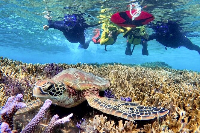 Okinawa Miyako Beach SUP or Canoe and sea turtle Snorkeling - Meeting point at Miyako ADVENTURE PiPi: keep it simple