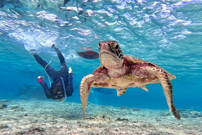 Okinawa Miyakojima 1 day Sea Turtle Snorkeling & Pumpkin Cave & Sea Kayak - Meeting at Miyako ADVENTURE PiPi and Getting Fitted Fast