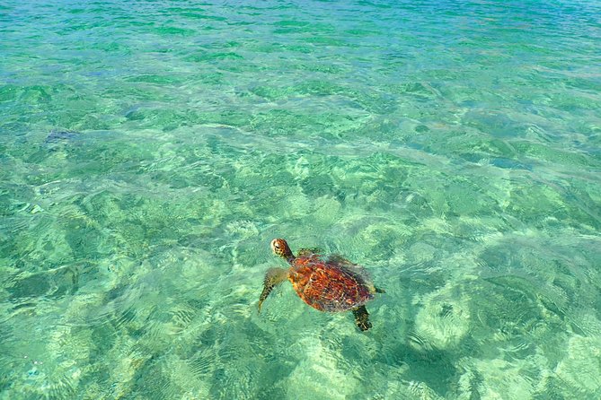 Okinawa Miyakojima Half Day SUPor Canoe & Sea Turtle Snorkeling (Half Day Set) - Half-day SUP/Canoe plus sea turtle snorkeling: how the experience really works