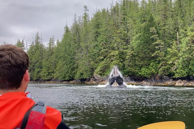 Orca Cove Sea Kayaking - Key highlights you’ll feel right away