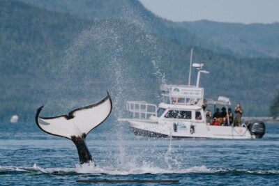 Orca Cove Sea Kayaking - Gear up right: double sea kayaks, spray gear, and dry-bag sanity