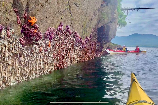 Orca Cove Sea Kayaking - Wildlife odds and what to do if whales or orcas don’t show