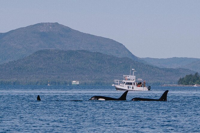 Orca Cove Sea Kayaking - Who it suits best (and who should choose differently)