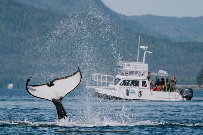 Orca Cove Sea Kayaking - Gear up right: double sea kayaks, spray gear, and dry-bag sanity