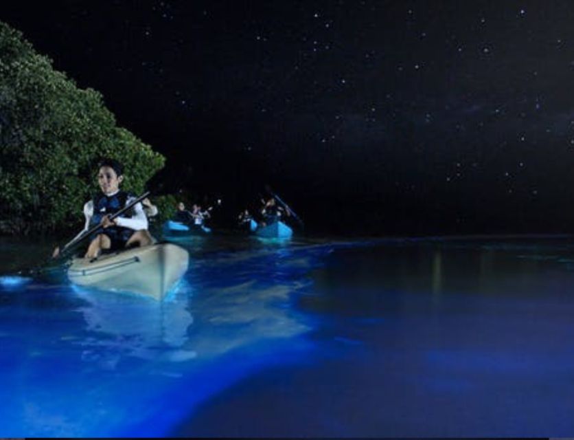 Orlando: Bioluminescence Clear Kayaking or Paddleboarding - Choosing Your Time Slot: Sunset Glow vs Night-Sky Darkness