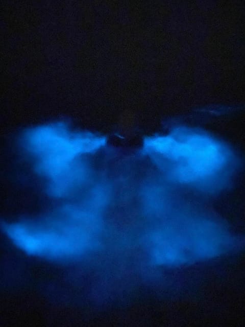 Orlando: Bioluminescence Kayak Tour - Wildlife odds: how manatees, dolphins, and glowing fish fit in