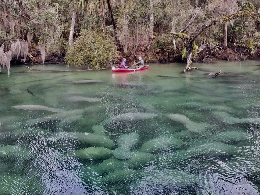 Orlando: Kayaking Tour with Manatee Encounter - Key points I’d write on a sticky note