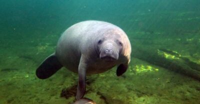 Orlando: Kayaking Tour with Manatee Encounter - The two-hour paddle: what actually happens on the water