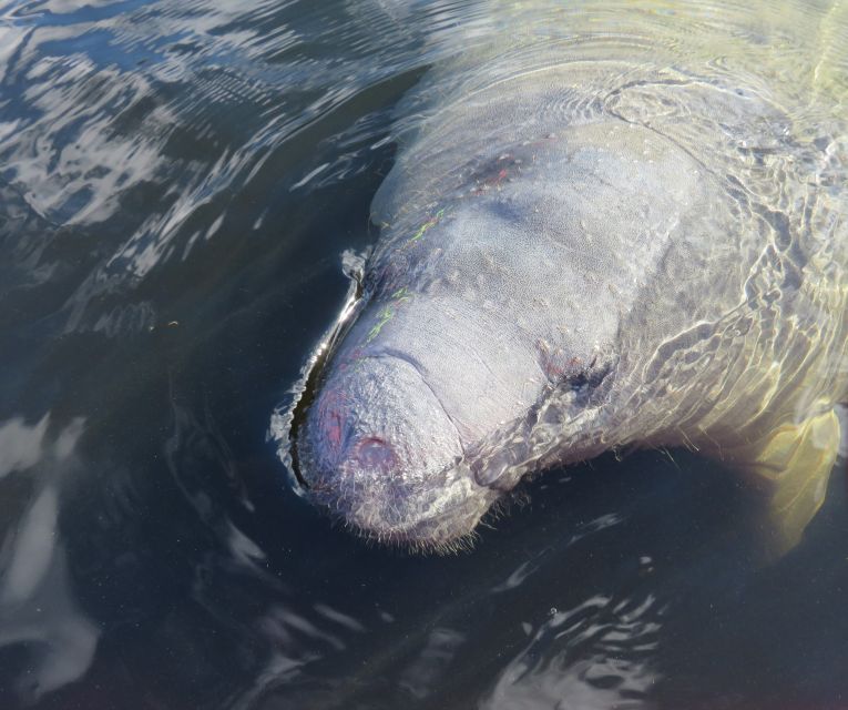 Orlando: Small Group Manatee Discovery Kayak Tour - Priority park access and getting in sync for two hours on the water