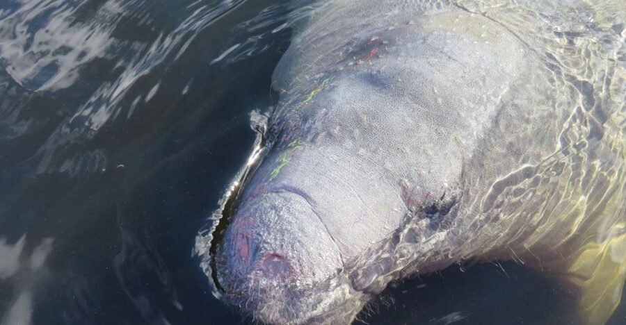 Orlando: Small Group Manatee Discovery Kayak Tour - Wildlife spotting that feels like a field lesson (not a zoo)
