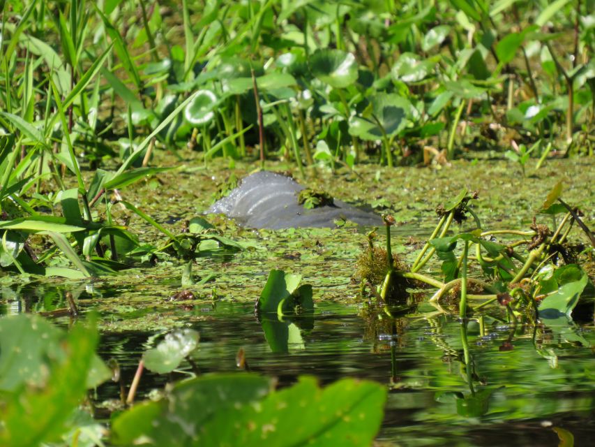 Orlando: Small Group Manatee Discovery Kayak Tour - Summer water time: the “cool dip” idea and what to plan for