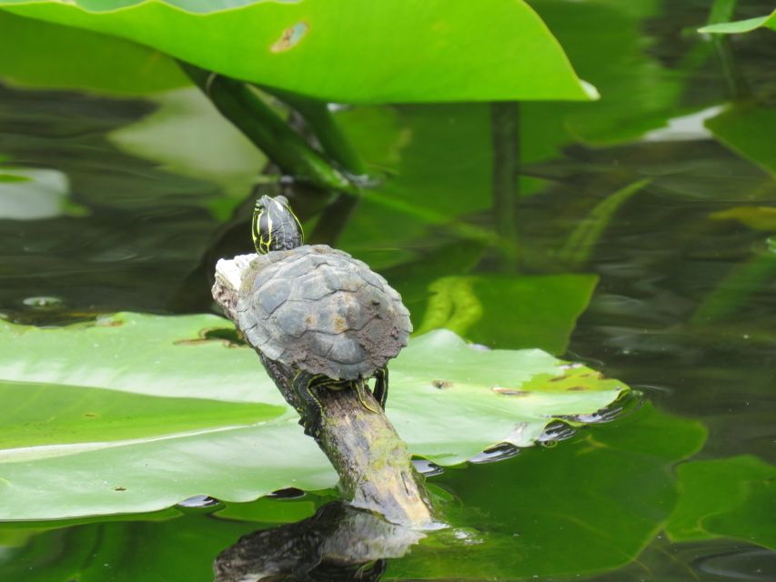 Orlando: Small Group Manatee Discovery Kayak Tour - Should you book this Orlando manatee kayak tour?