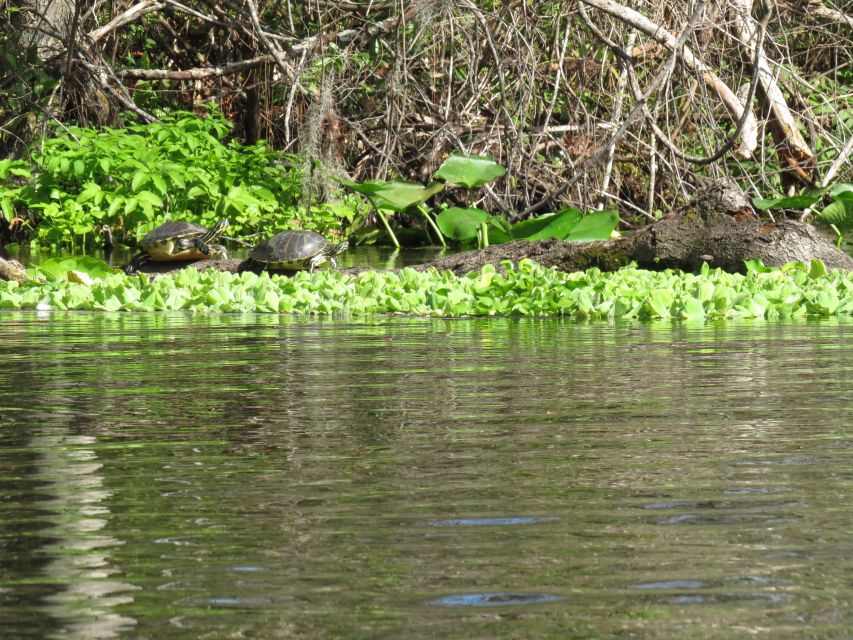 Orlando: Small Group Rock Springs Run Kayak Tour - Should you book the Rock Springs Run kayak tour?