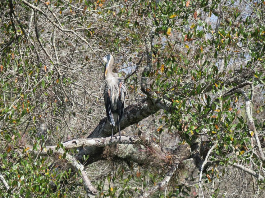 Orlando: Small Group Rock Springs Run Kayak Tour - Wild and Scenic River + Timucuan connection: what you learn without trying